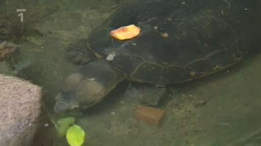 Seriálu o zvířatech ze zoo: Orlície bornejská