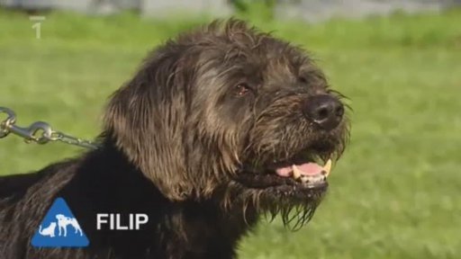 Nabídka pejsků z útulku v Děčíně