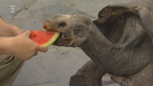 Miniseriál o zvířatech ze zoo: želva sloní pinzonská