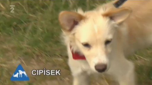 Nabídka z útulku ve Znojmě-Příměticích