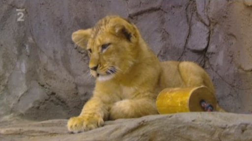 Miniseriál o zvířatech v zoo: Lev berberský