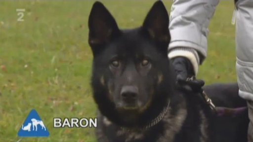 Nabídka pejsků z útulku Lukavice