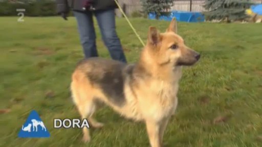 Nabídka z útulku Dar u Teplic