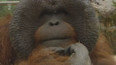 Příběhy ze zoo: Orangutani