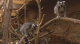 Příběhy ze zoo: Lemuři