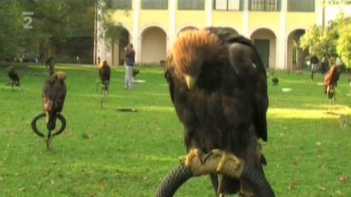 Sokolnictví jako kulturní dědictví UNESCO