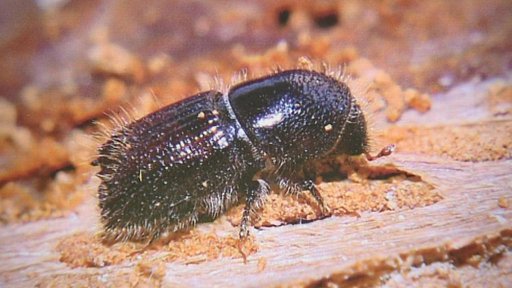 Chladné a deštivé počasí hubí kůrovce