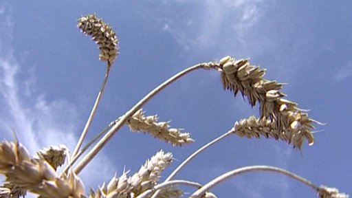 Na jihu Čech pokračují žně, sklizena je v průměru třetina obilí