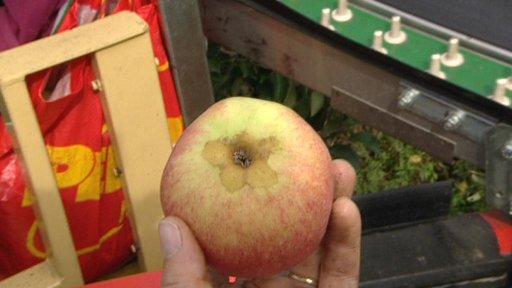 Ovocné sady bez brigádníků