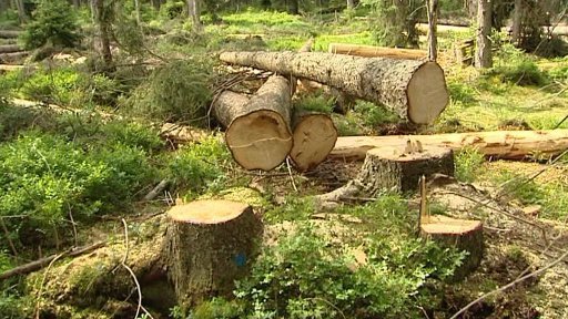 Zásah na Ptačím potoce na Šumavě prověřuje ČIŽP