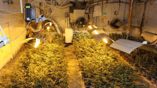 Odhalené pěstírny konopí