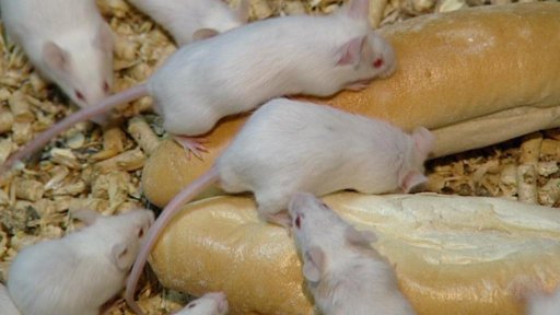 Myší útok v supermarketu