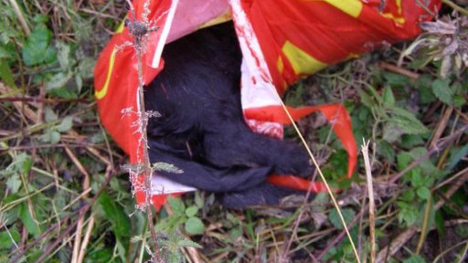 Cizinec měl na Chebsku umlátit štěně