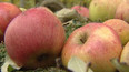 Na jihu Čech je nejhorší úroda jablek za posledních 20 let