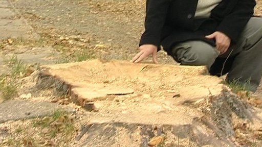 Kvůli stoleté lípě hrozí Mladé Vožici pokuta