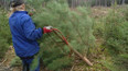 Lesníci už chystají stromky na Vánoce – zahájili prořezávky.