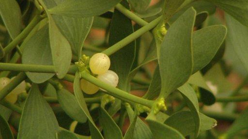 Vrcholí sběr jmelí.