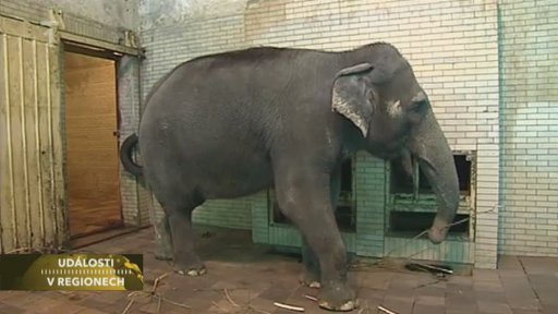 Liberecká zoo se připravuje na Vánoce