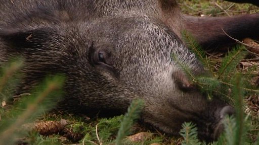 Radioaktivní maso divokých prasat