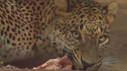 Ostravská ZOO v zimě