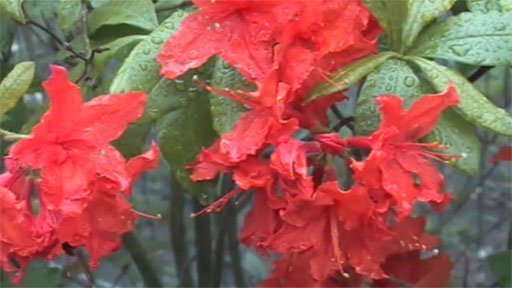 Plzeňská botanická zahrada