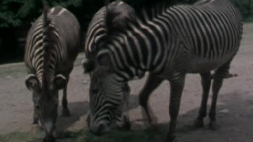 Provoz zahrad a obchod se zvířaty