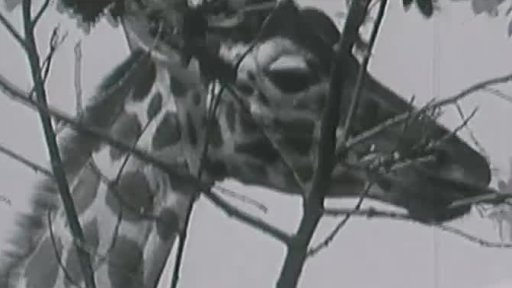 Československé safari