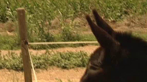 Genetický strašák