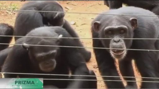Šimpanzi v africké Sieře Leone