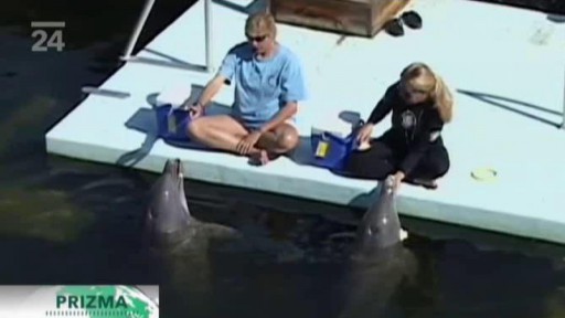 Vědci objevili další schopnosti delfínů