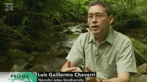 Larvy komárce značí čistou vodu