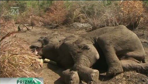 Kontroverzní sčítání slonů