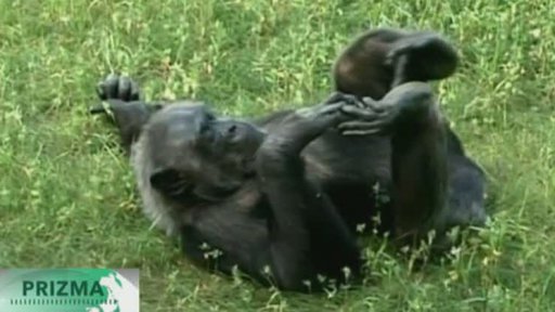 Pokusy na šimpanzích