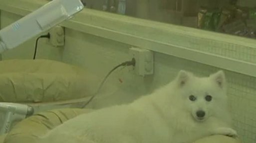 Luxusní lázně pro zvířata