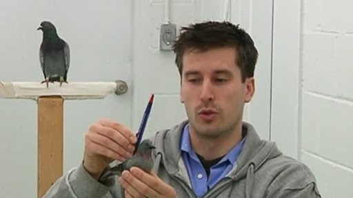 Holubi jako inspirace