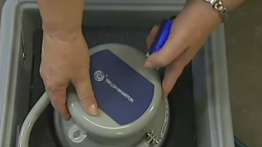 Noemova archa korálů