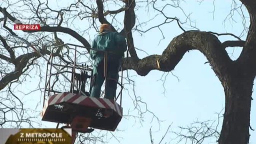 Výstava o památných stromech