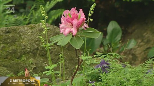 Jarní výstava Pražského klubu skalničkářů