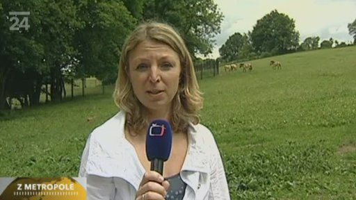 Koně Převalského z Dolního Dobřejova odletěli do Mongolska