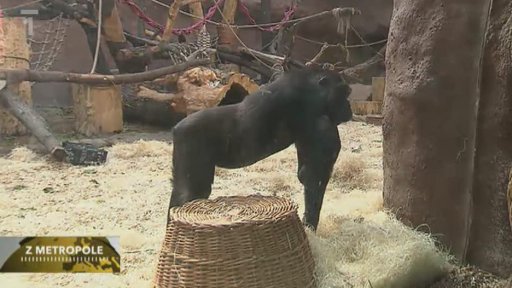 Gorila Moja míří do Španělska