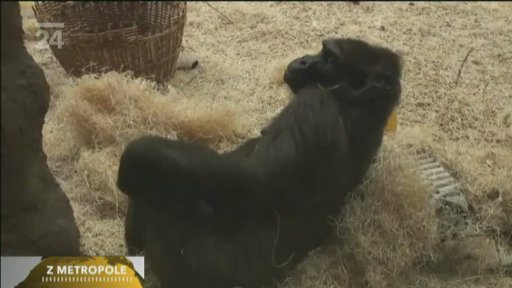 Boj o gorilí mládě