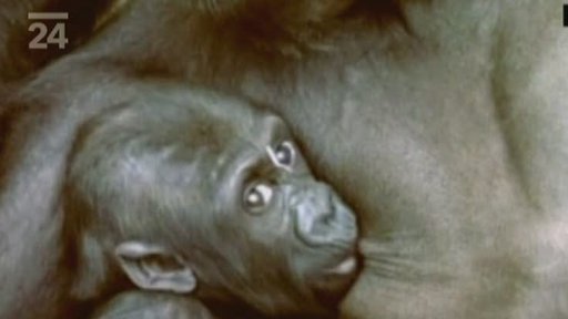 Moja jede do Španělska