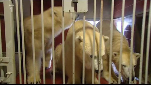 Reportáž: Adoptovaní zvířecí kamarádi