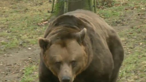 Vycházky s Václavem Chaloupkem: Listopad