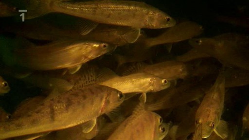 Umělý chov candáta