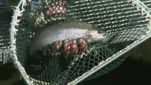 Líhně v Borových Ladech