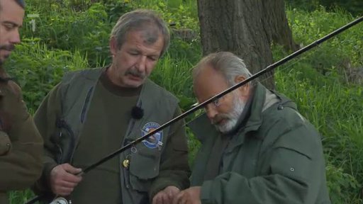 Anguilla anguilla neboli úhoř říční