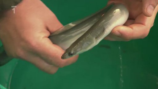 Úhoř říční 2.část