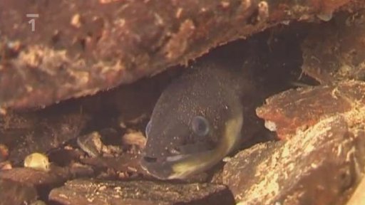 Na úhoře s polarizačními brýlemi