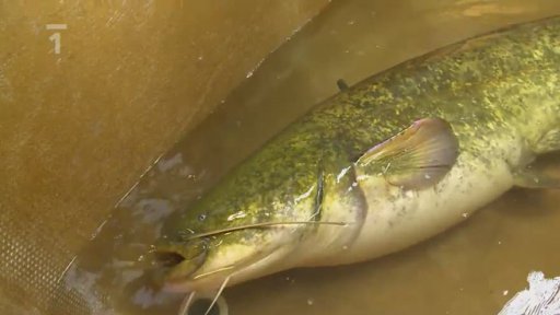 Umělý výtěr sumce